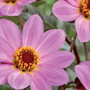 Dlia Classic 'Rose Quartz'
